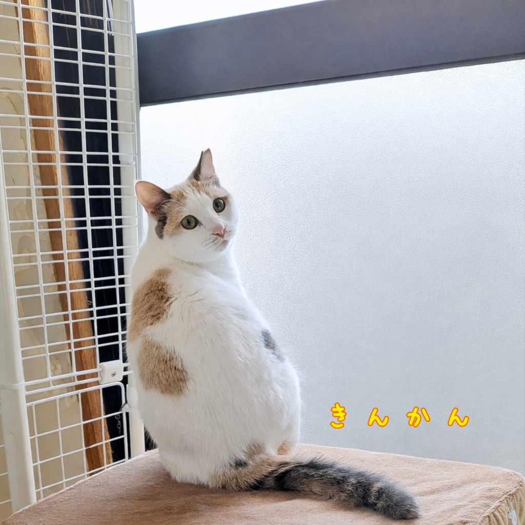 保護猫 白三毛