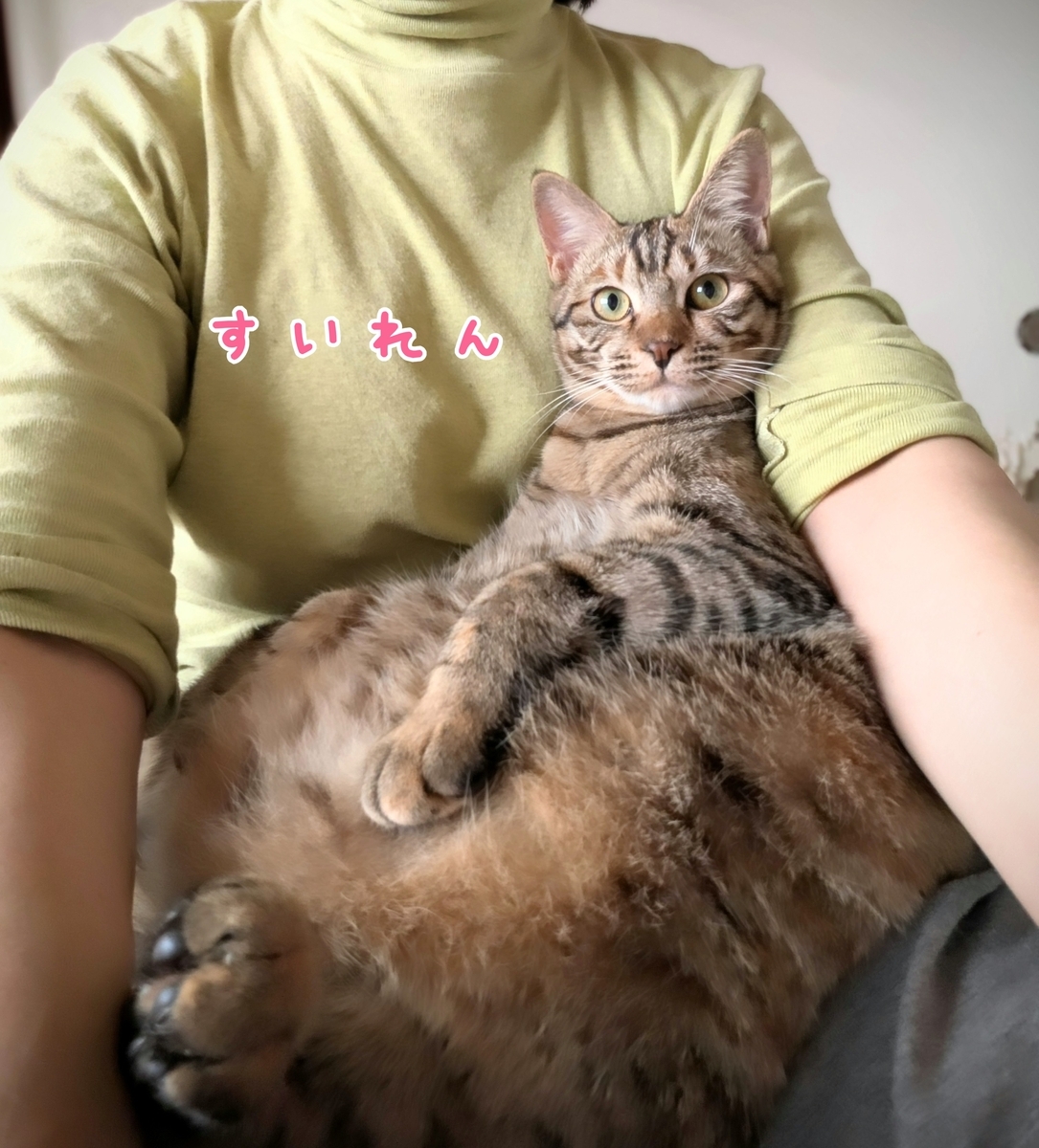 保護猫　キジトラ
