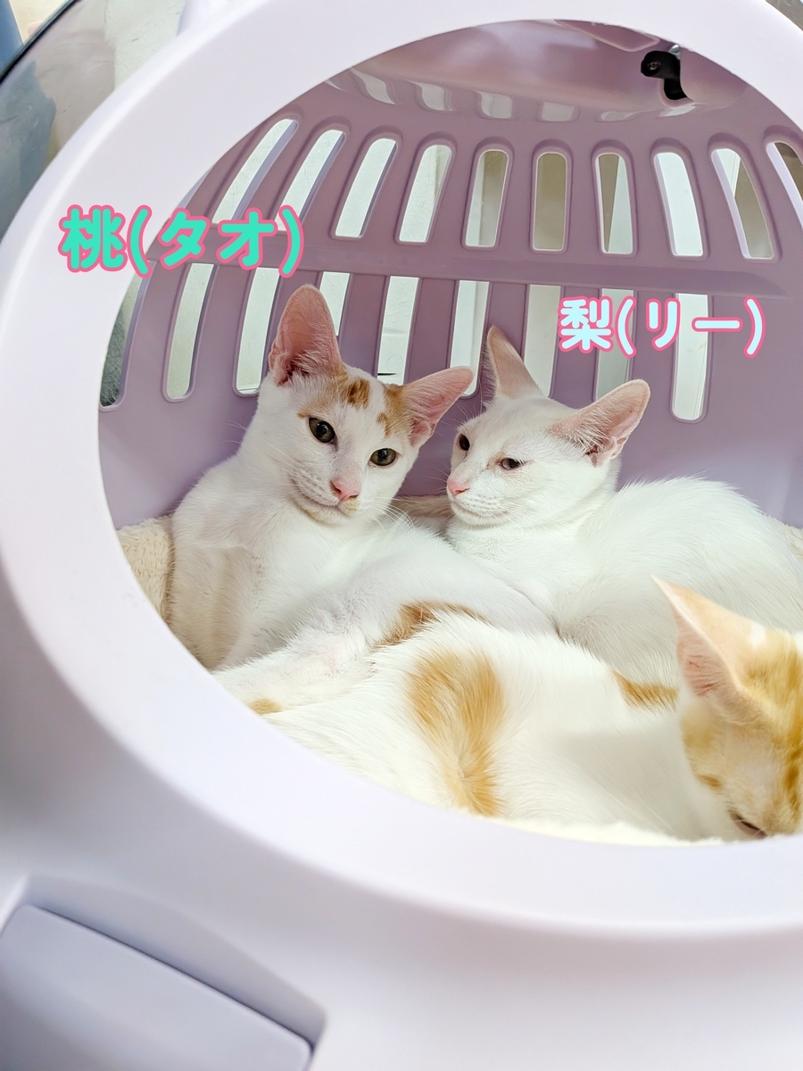 🍑🍐果物シリーズ子猫きょうだい 譲渡会に参加します🍑🍐 - ねこの