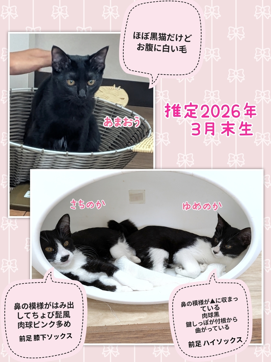 子猫