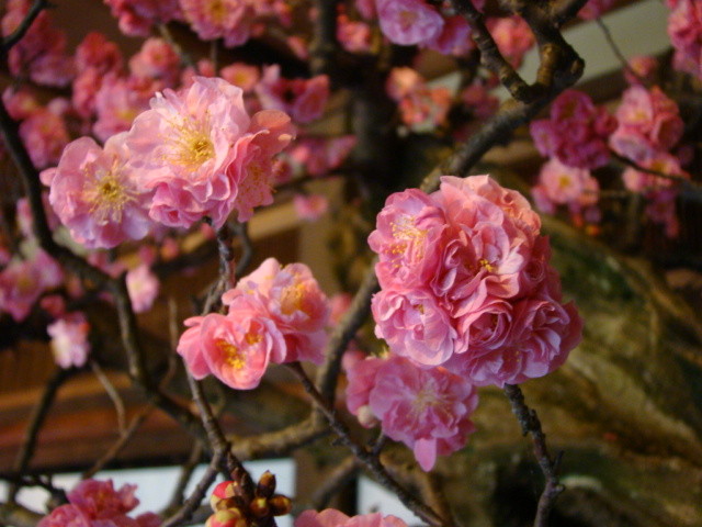 [花]