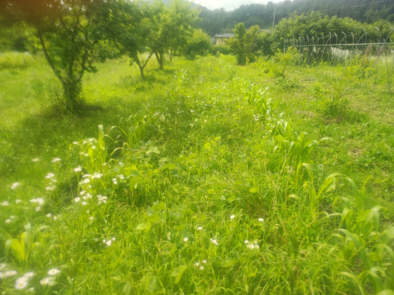 f:id:izumisato:20260629202017j:image f:id:izumisato:20260629202017j:image