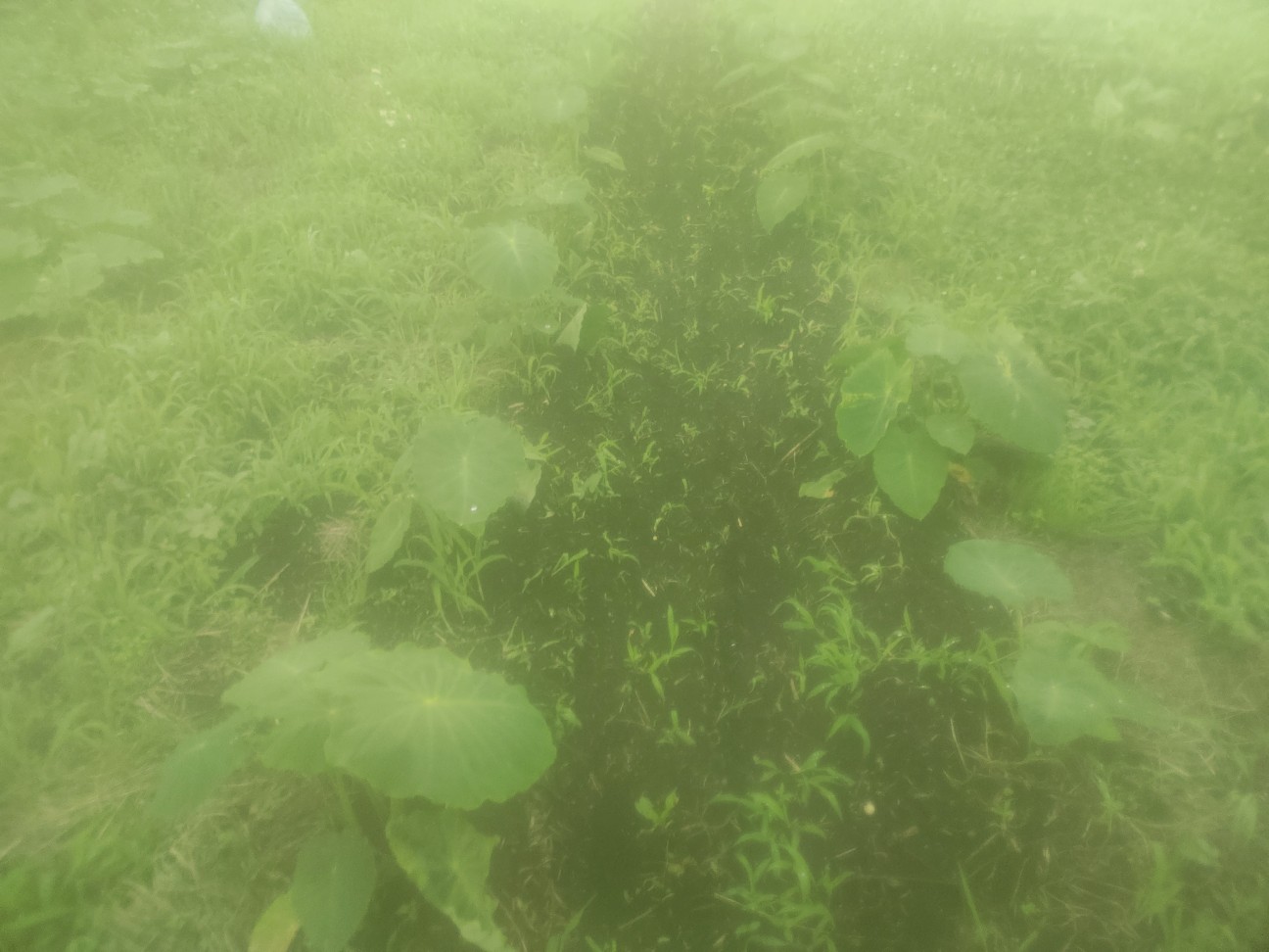 f:id:izumisato:20260629202628j:image f:id:izumisato:20260629202628j:image