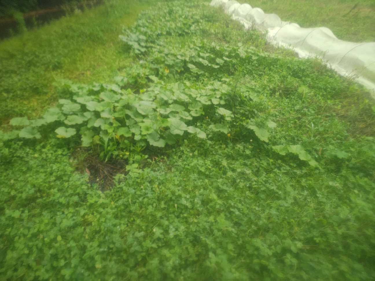 f:id:izumisato:20260629202813j:image f:id:izumisato:20260629202813j:image