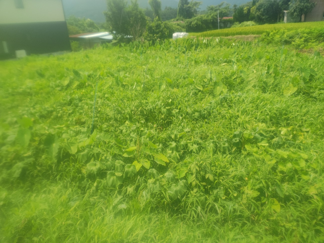 f:id:izumisato:20260802171134j:image f:id:izumisato:20260802171134j:image