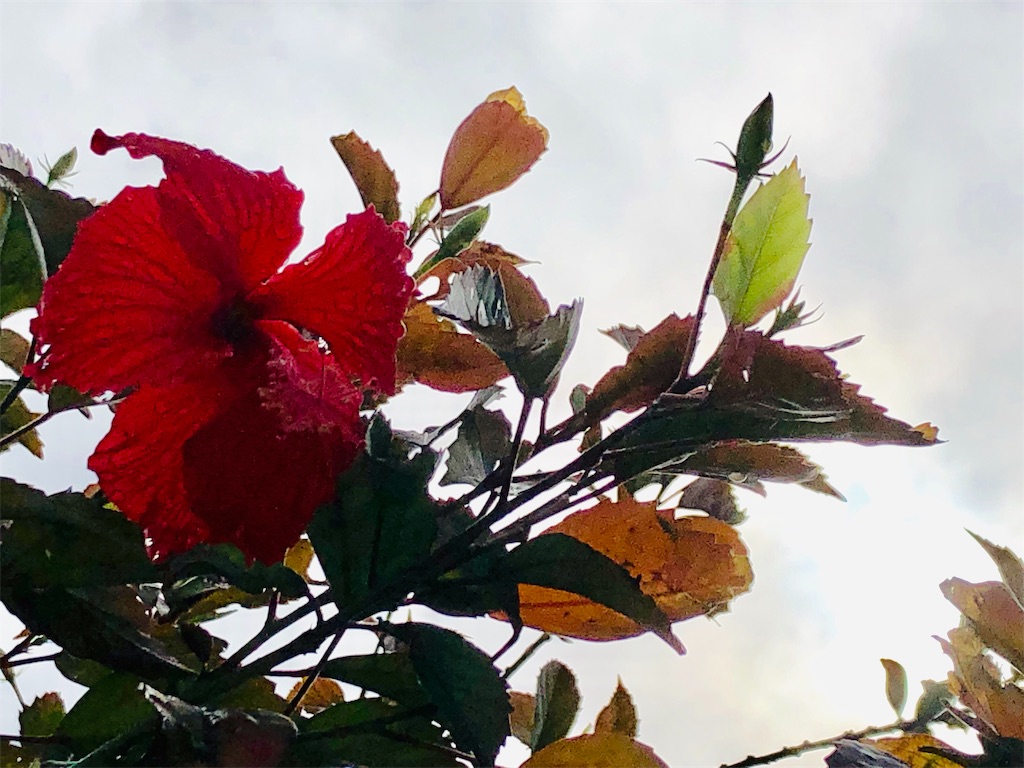 f:id:izumiutamaro:20190210122644j:plain f:id:izumiutamaro:20190210122644j:plain