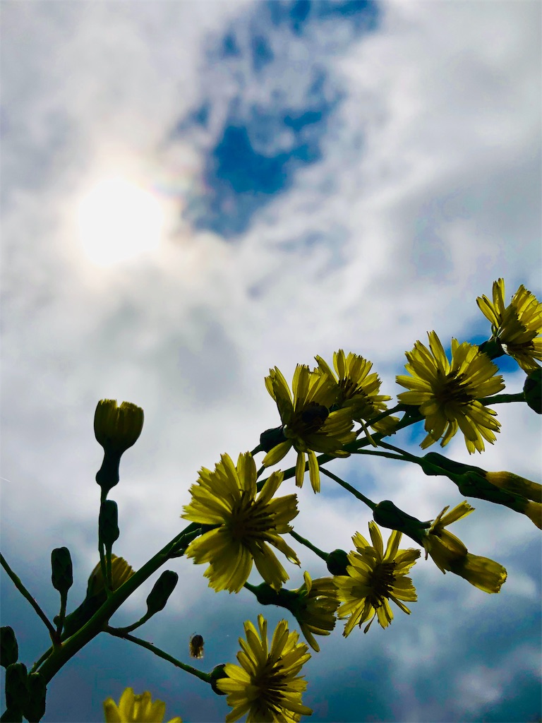 f:id:izumiutamaro:20190210122913j:plain f:id:izumiutamaro:20190210122913j:plain