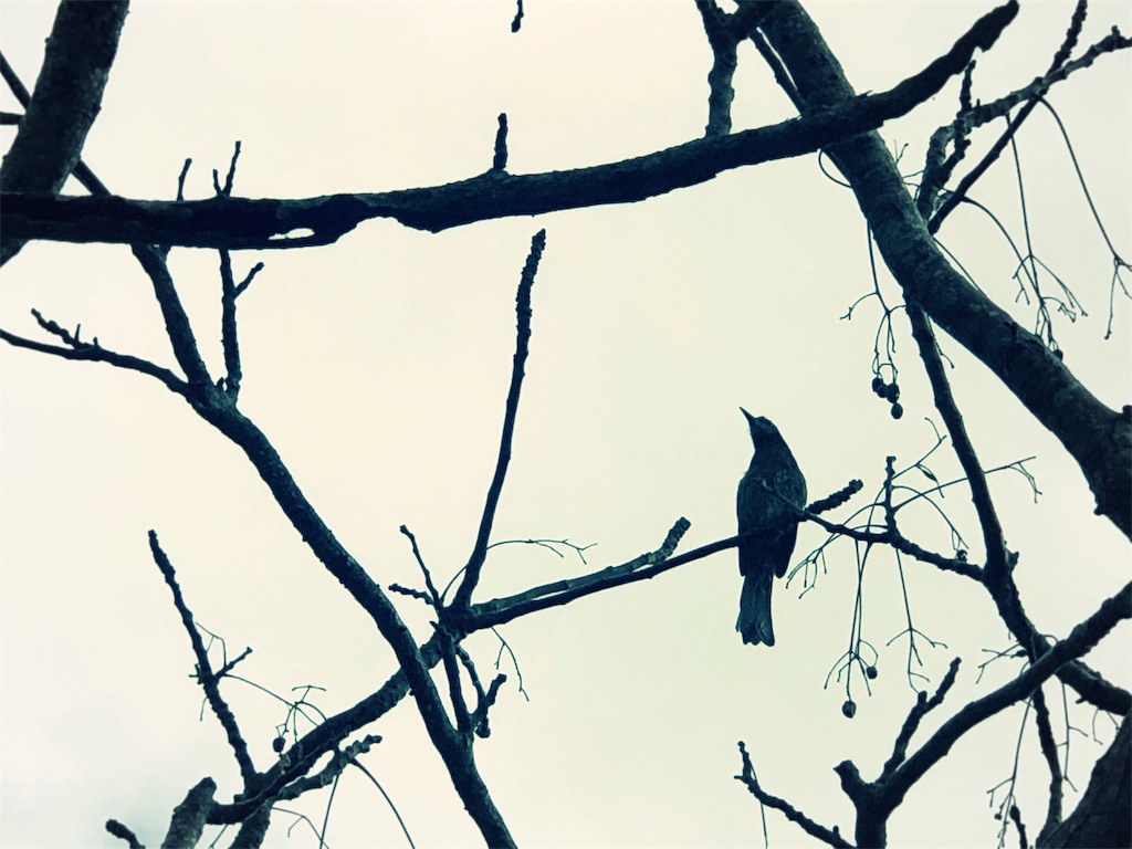f:id:izumiutamaro:20190210123650j:plain f:id:izumiutamaro:20190210123650j:plain