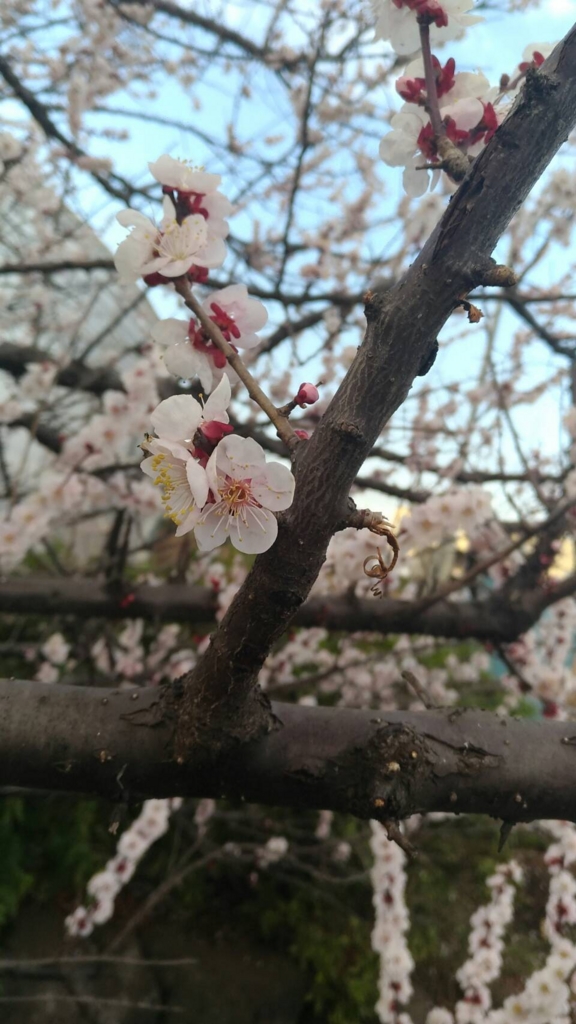 f:id:izurie:20170305214406j:plain f:id:izurie:20170305214406j:plain