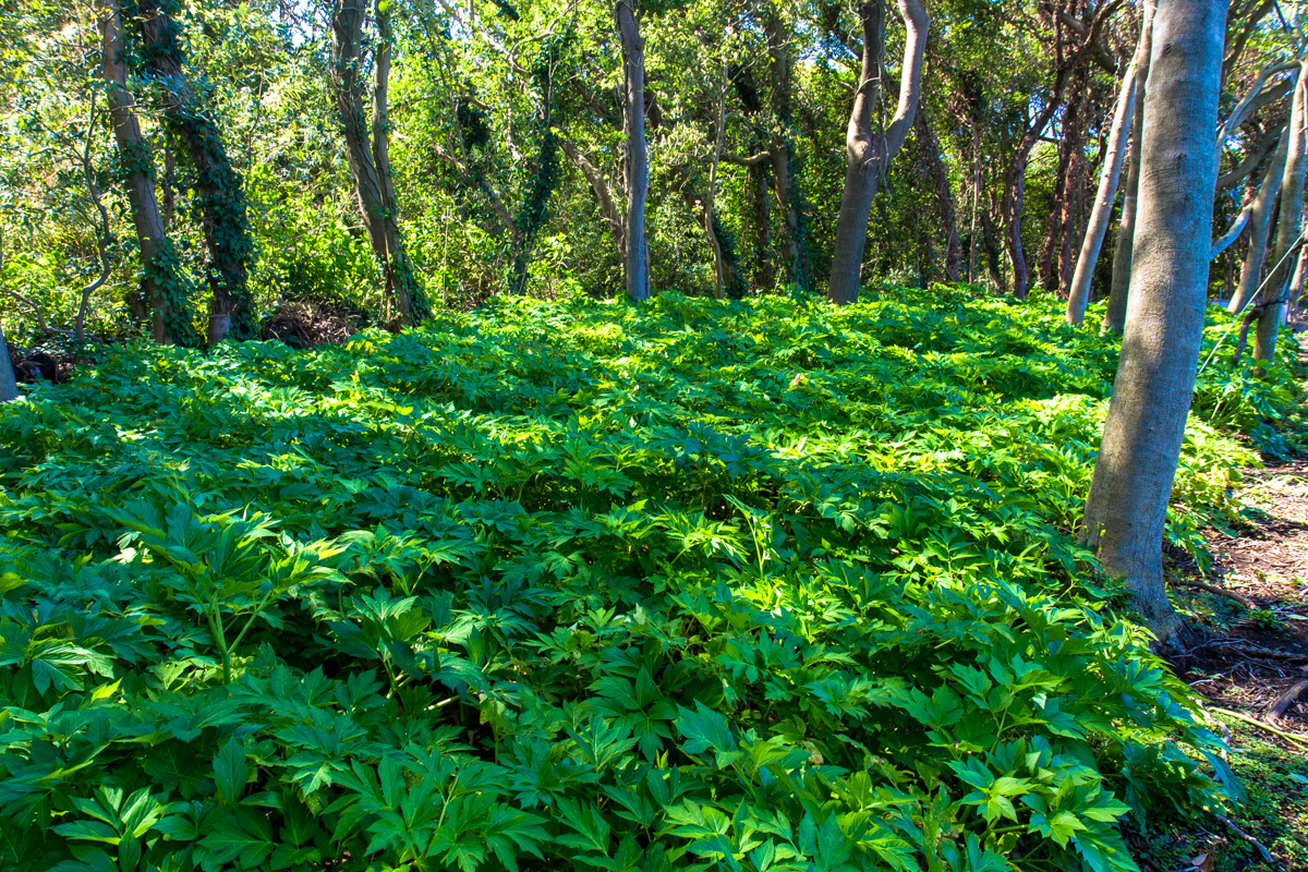 f:id:izuyan:20190826232924j:plain