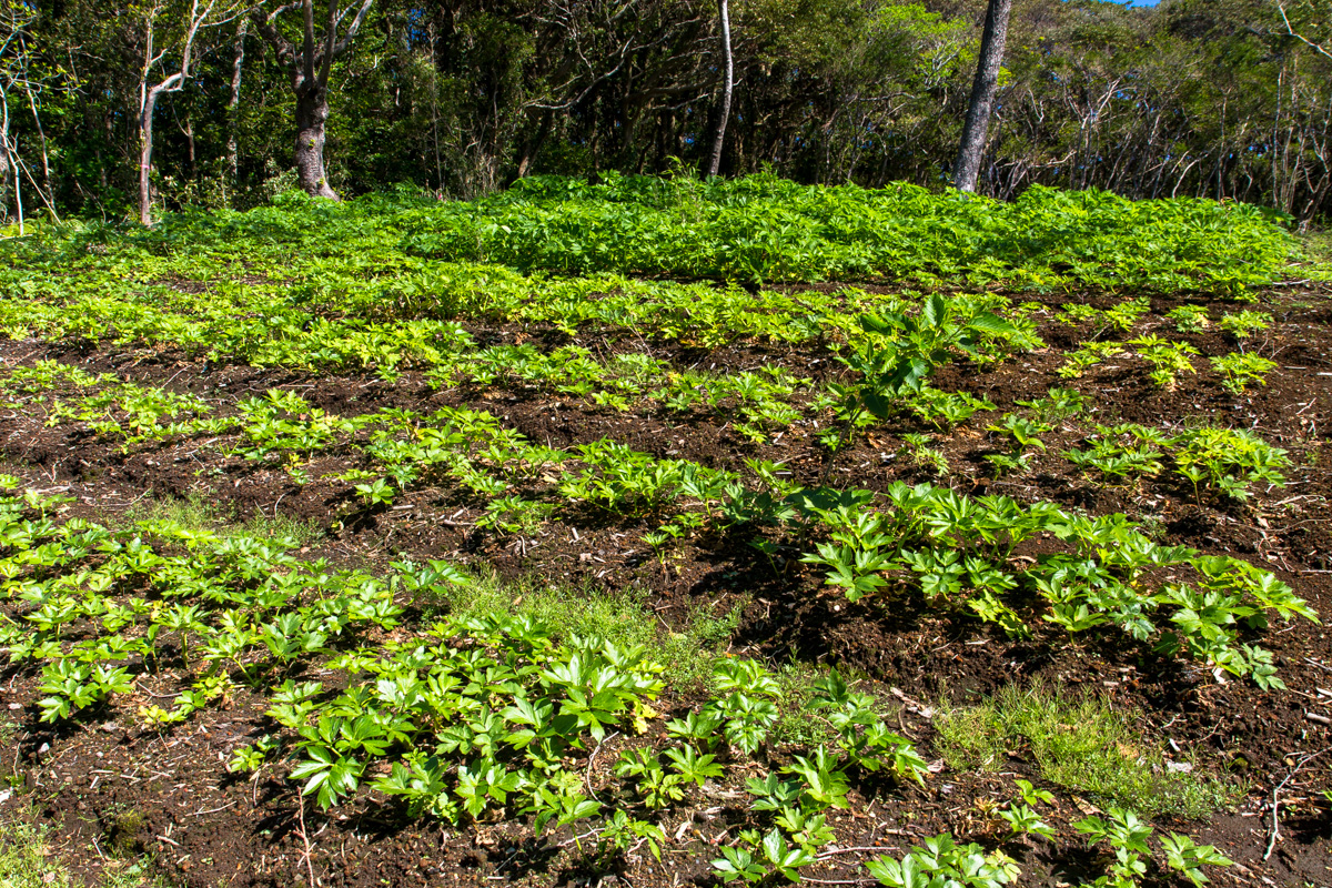 f:id:izuyan:20190826232936j:plain