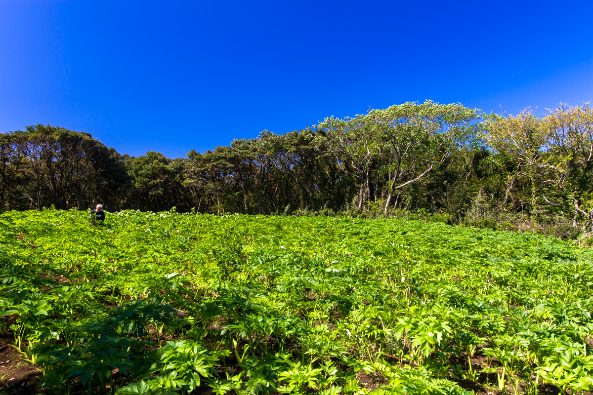 f:id:izuyan:20190826232941j:plain