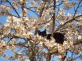 2009年の風景「桜ネコ」