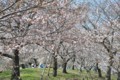 2015年の桜・６