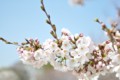 2015年の桜・７