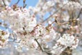 2015年の桜・８