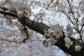 2016年の桜・３