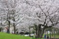 2016年の桜・４