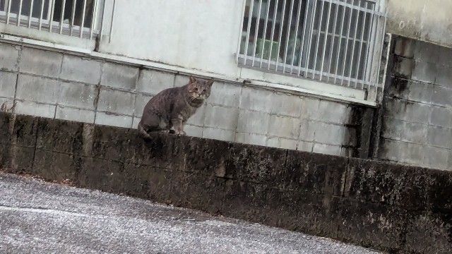 f:id:j-dialect:20240227221155j:image