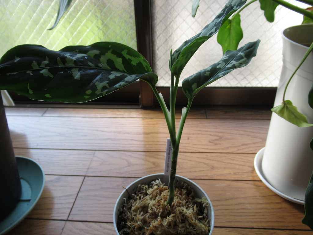 f:id:j-kafka:20190106222236j:plain f:id:j-kafka:20190106222236j:plain