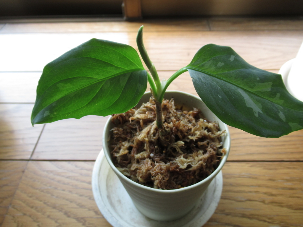 f:id:j-kafka:20190106222506j:plain f:id:j-kafka:20190106222506j:plain