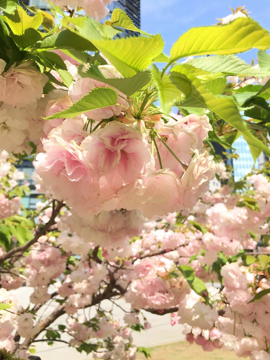 f:id:j-ouka:20200319141446j:plain
