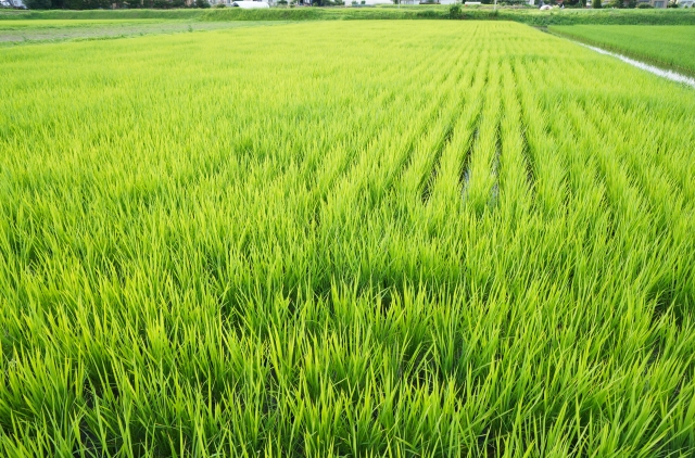 f:id:j-piyo:20190617133133j:plain