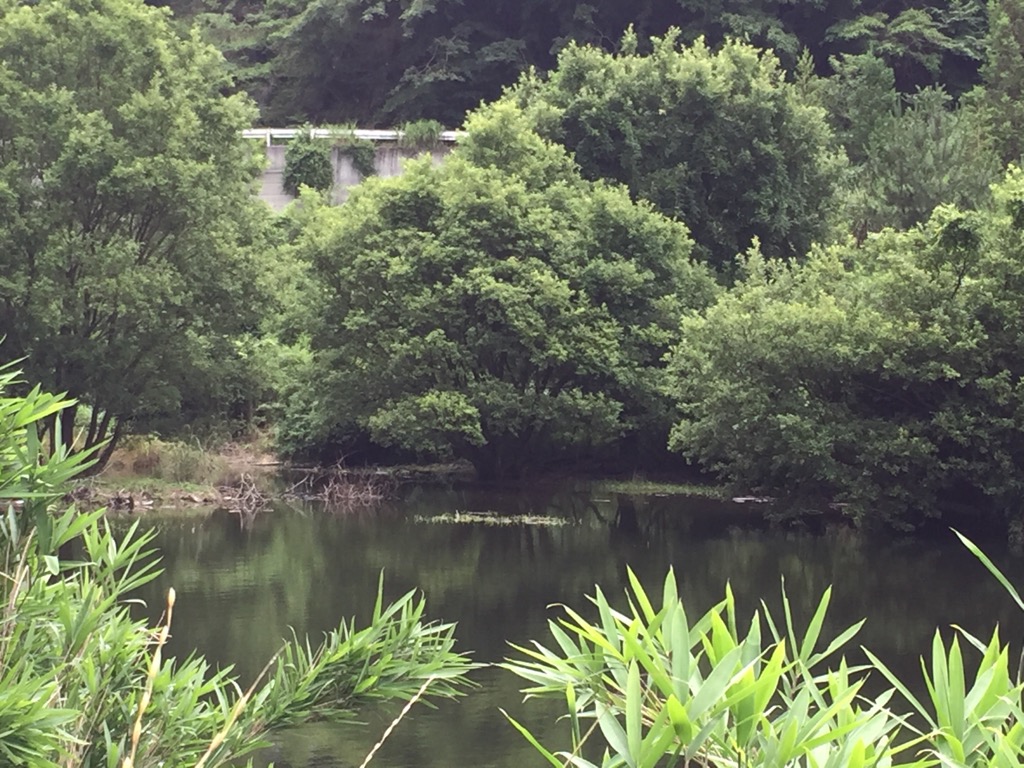 f:id:j-watson:20190711161902j:plain