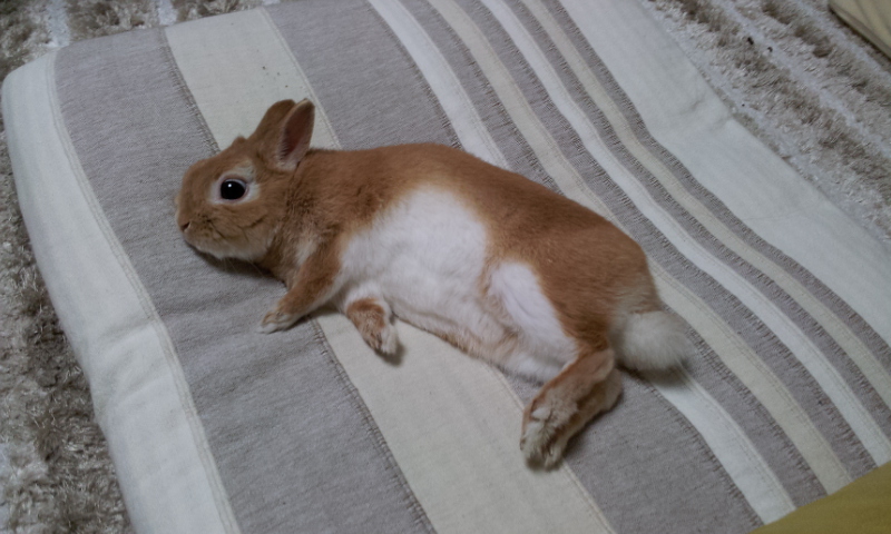 f:id:j0126791:20130131223137j:image:w360 f:id:j0126791:20130131223137j:image:w360