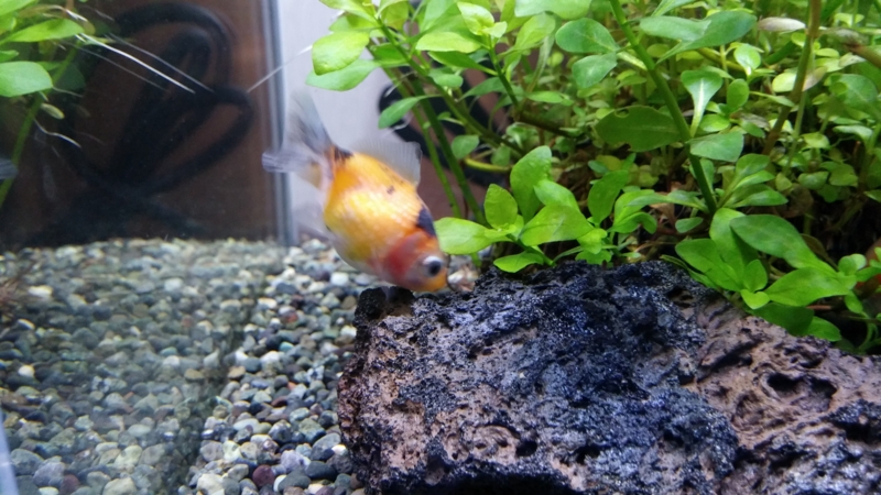 f:id:j0126791:20150628220619j:image:w360