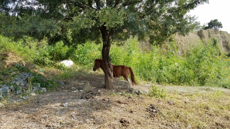 f:id:j0126791:20170919135254j:image:w360