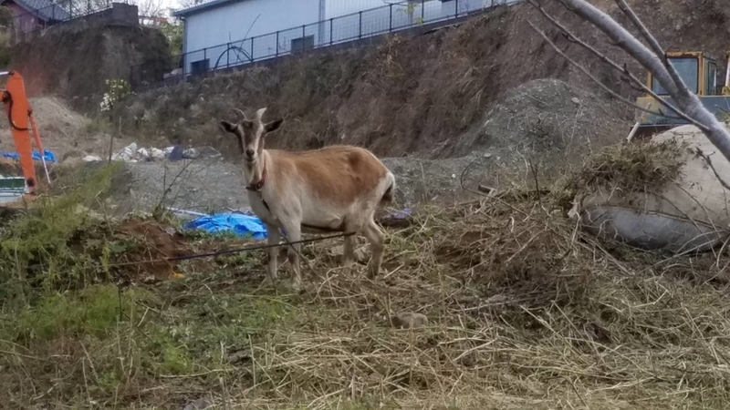 f:id:j0126791:20181125171707j:image:w360
