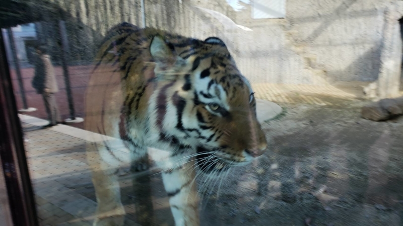 f:id:j0126791:20181229212249j:image:w360