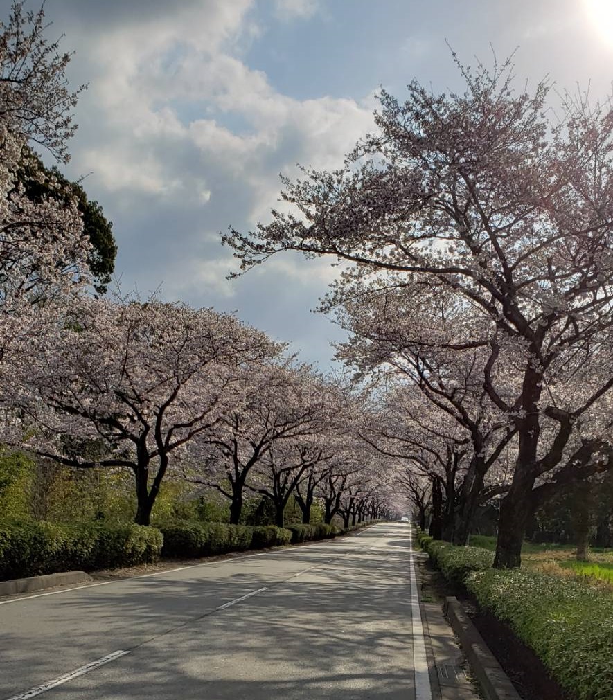 f:id:j0126791:20190331125537j:plain f:id:j0126791:20190331125537j:plain