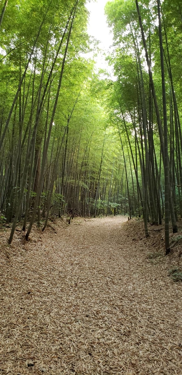 f:id:j0126791:20190605212720j:plain f:id:j0126791:20190605212720j:plain