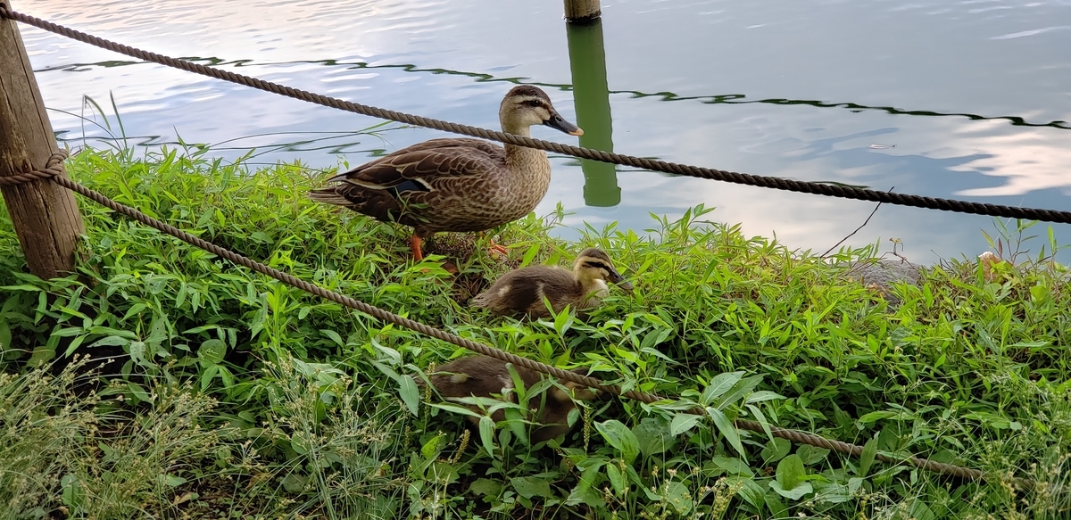 f:id:j0126791:20190617171817j:plain