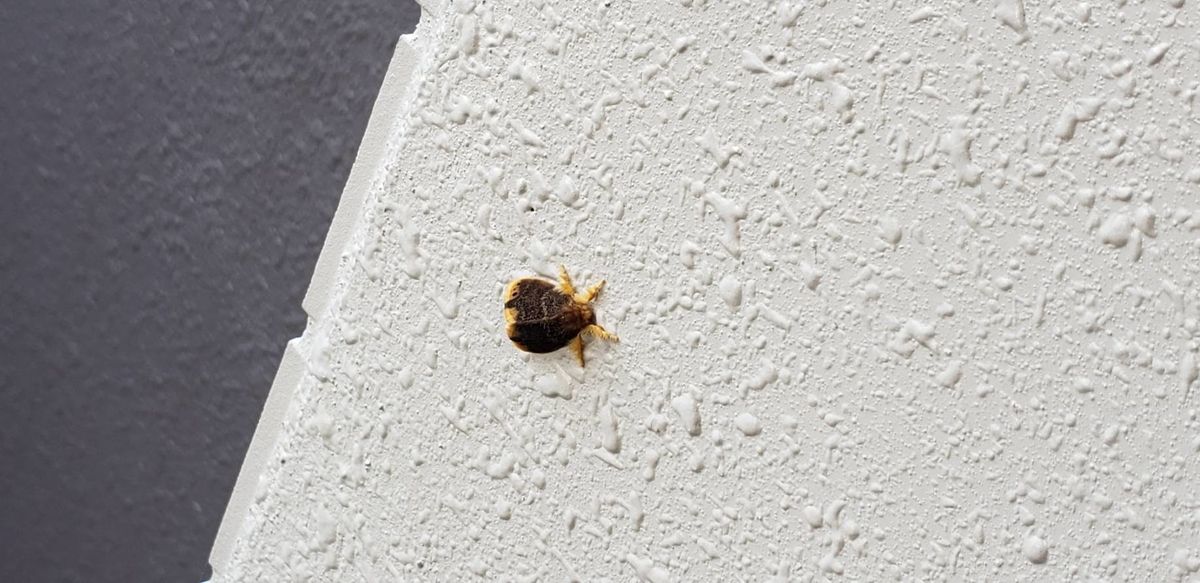 f:id:j0126791:20190625214430j:plain f:id:j0126791:20190625214430j:plain