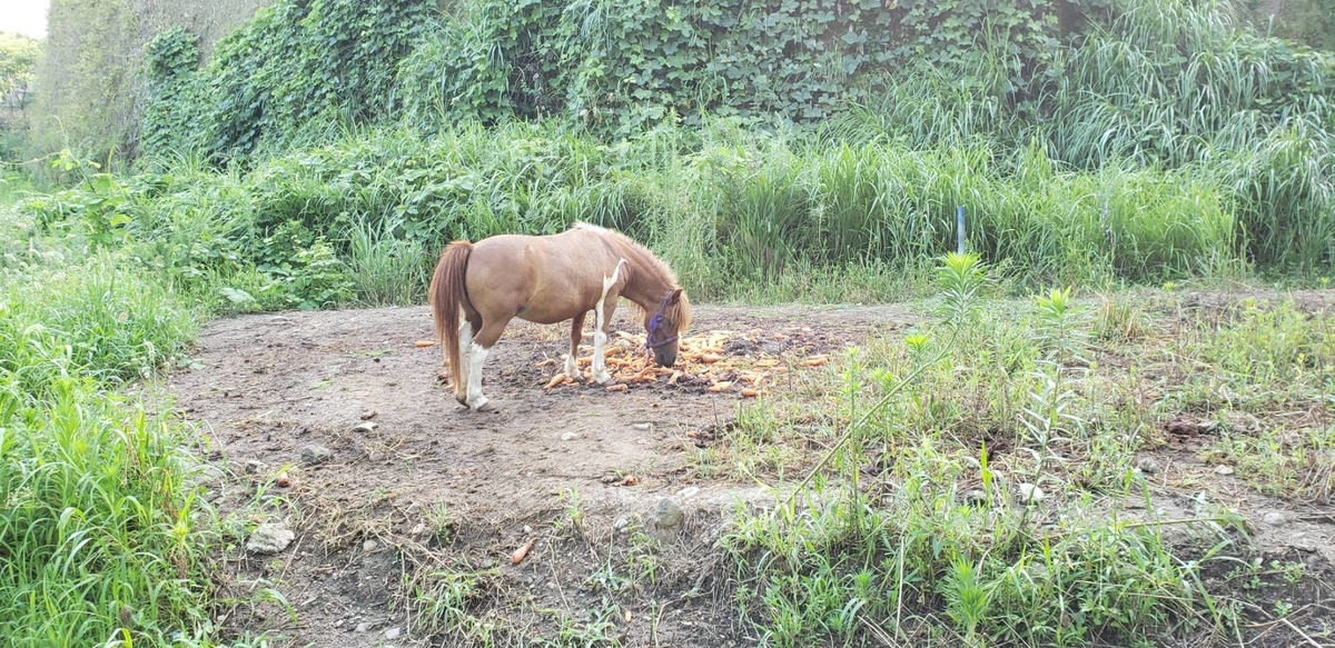 f:id:j0126791:20190728104203j:plain f:id:j0126791:20190728104203j:plain