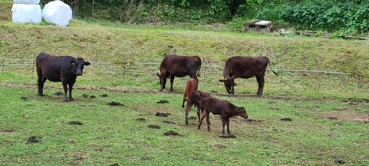 f:id:j0126791:20210514211109j:plain