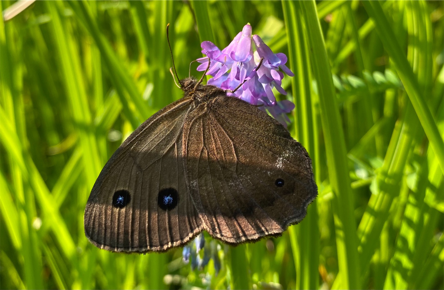 f:id:j0Xjdu5WR1x:20210729215209j:image