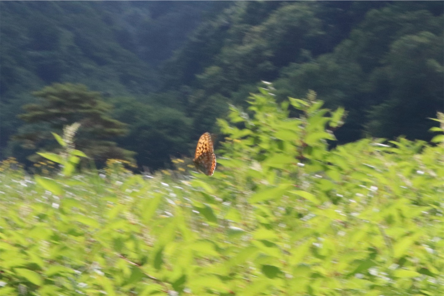 f:id:j0Xjdu5WR1x:20210729220427j:image