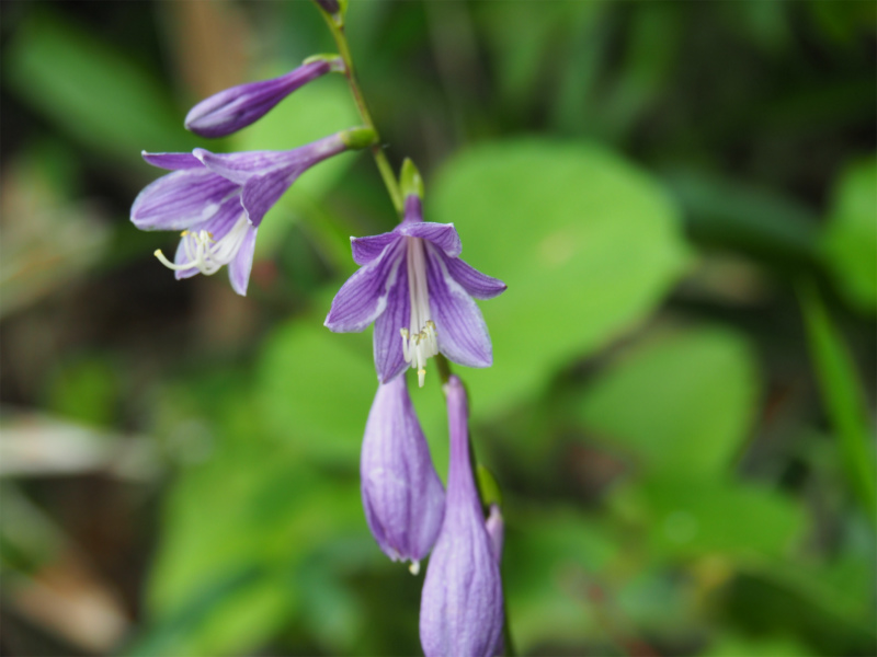 f:id:j1koba:20190815110944j:plain f:id:j1koba:20190815110944j:plain