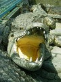 20080501111106
