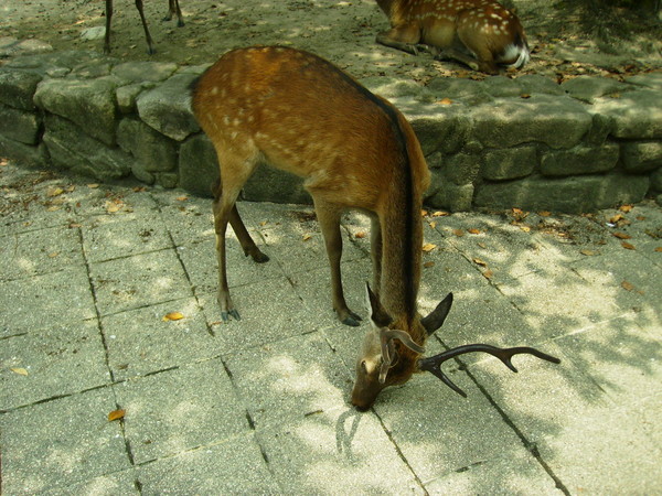 20080804124004