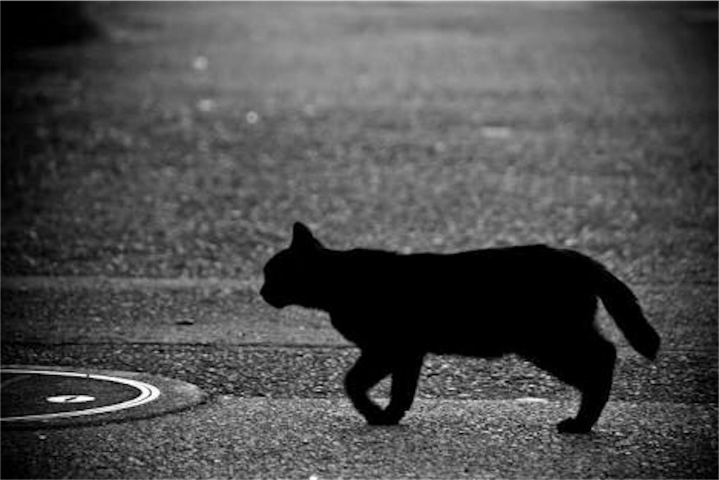 猫を眺めてたら警察を呼ばれそうになって 全てが嫌になってしまった Jakoの駄文ばかりですねぇ