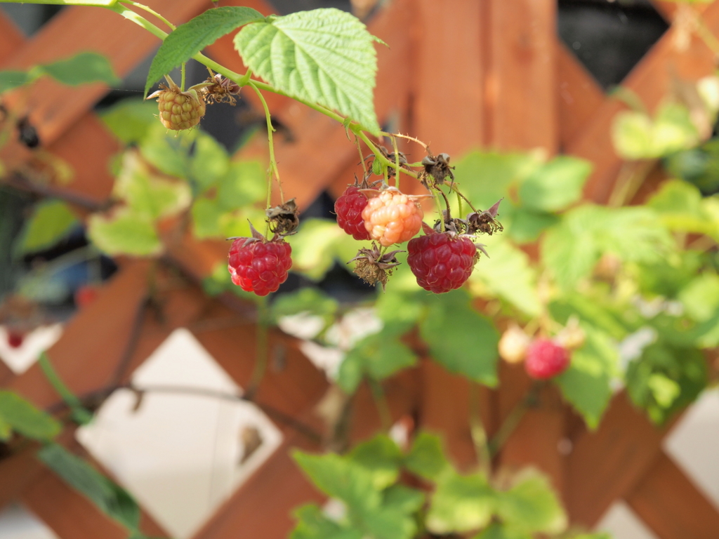 ガーデニングと相性のよいラティス ガーデニングと相性のよいラティス