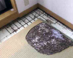 木製の家具や畳まで食害されてしまうことも