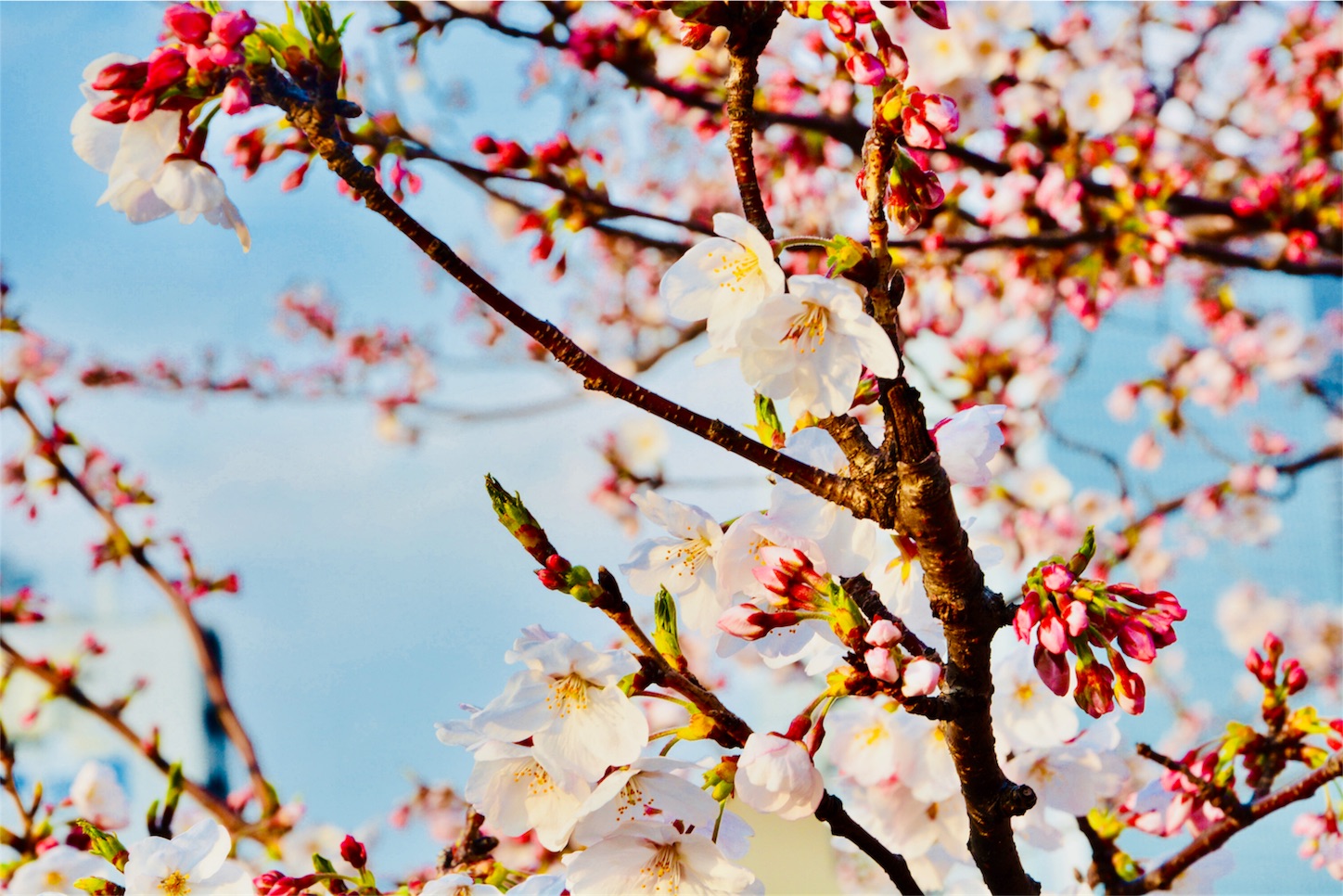 f:id:j_walkerj_walke:20190402195920j:image f:id:j_walkerj_walke:20190402195920j:image