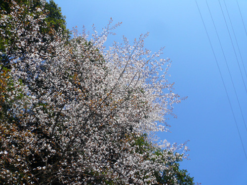 f:id:j_whitestone:20090410080220j:image