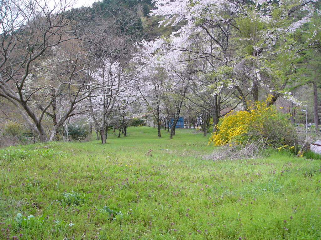 奥多摩湖畔の桜9